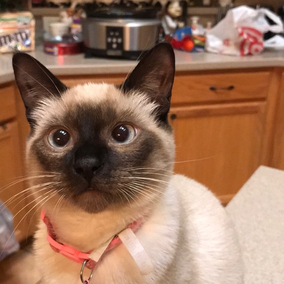 Meet your Posher, Bobbie - Picture 1 of 1